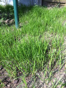 Gesäter Rasen zeigt schon nach sehr kurzer Zeit erste Erfolge. Er braucht sehr häufoge Wässerung - auch das ist ein Spaß für Kinder!